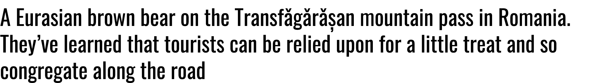 A Eurasian brown bear on the Transf g r an mountain pass in Romania. They’ve learned that tourists can be relied upo...